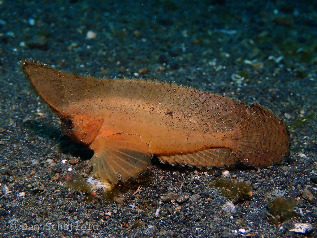 Cockatoo Waspfish