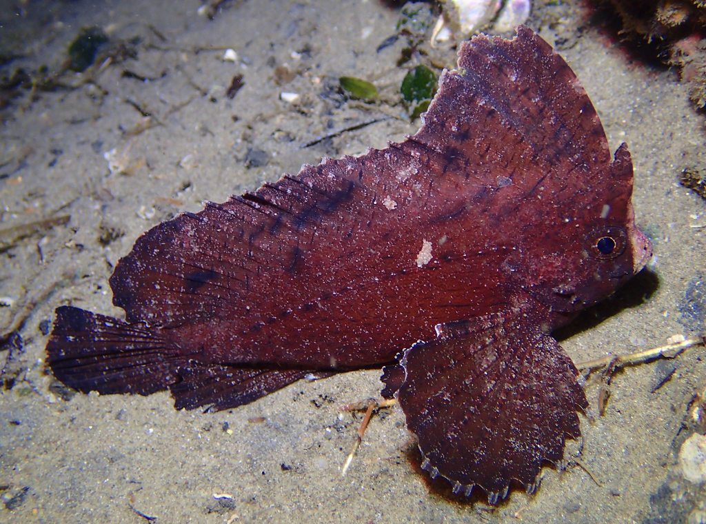 Cockatoo Waspfish