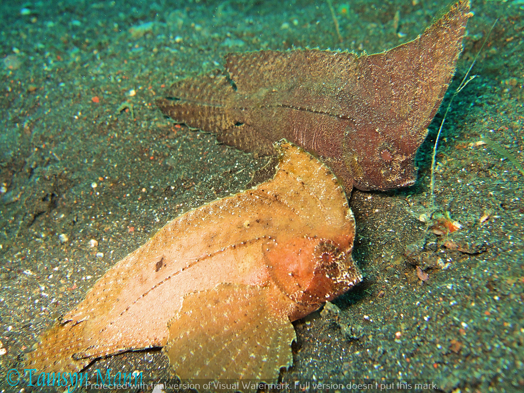 Cockatoo Waspfish