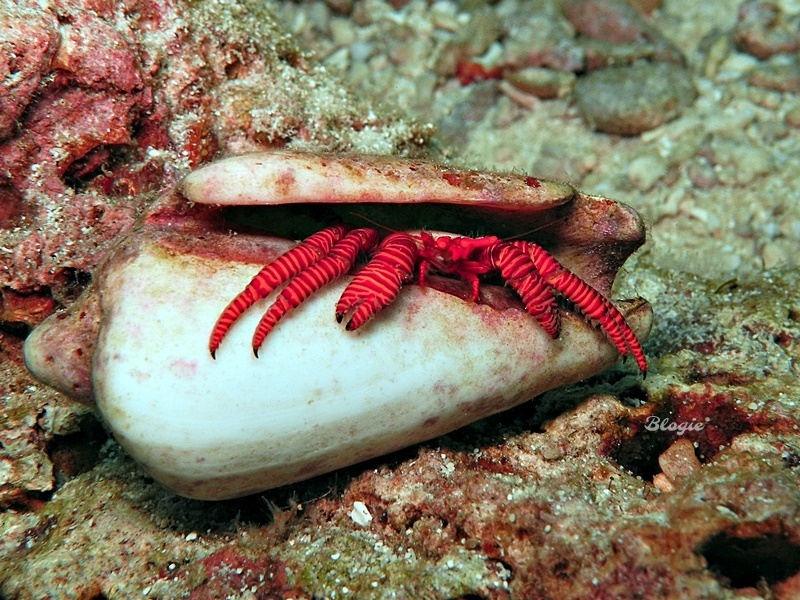 Cone Shell Hermit Crab