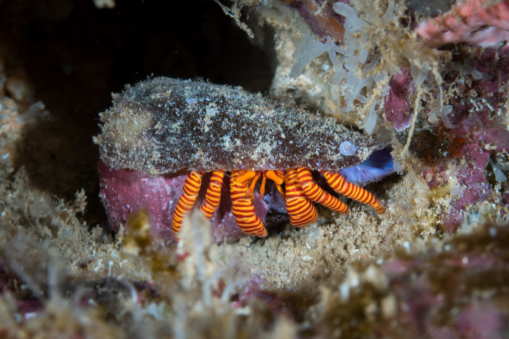 Cone Shell Hermit Crab