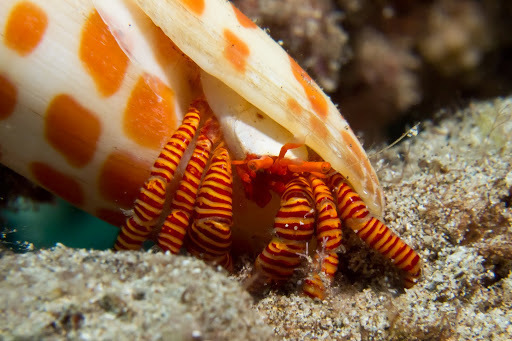 Cone Shell Hermit Crab