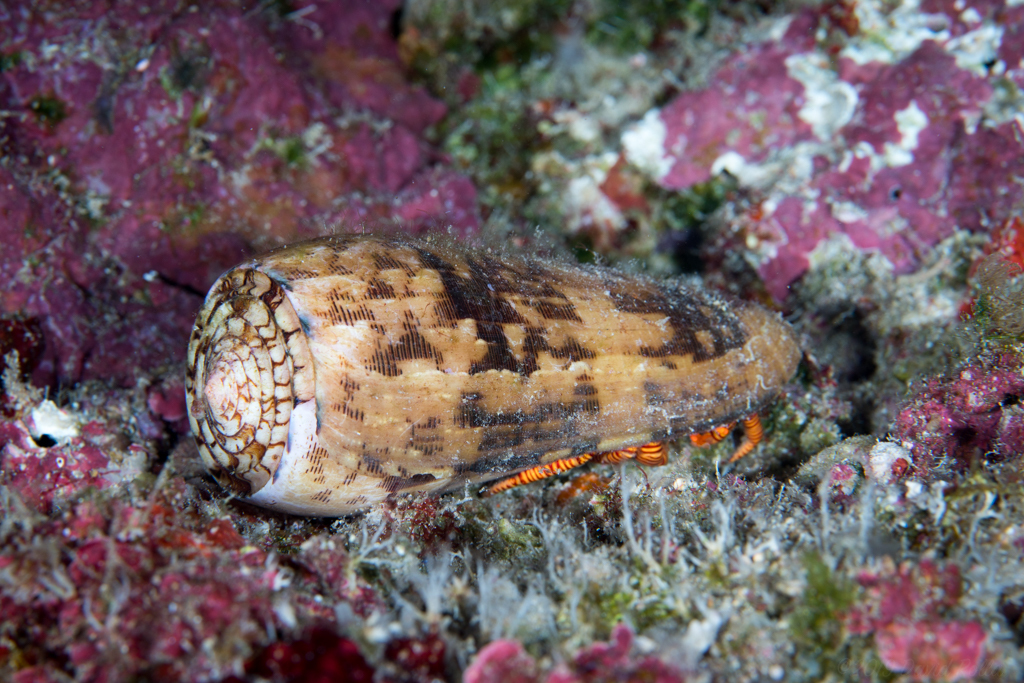 Cone Shell Hermit Crab