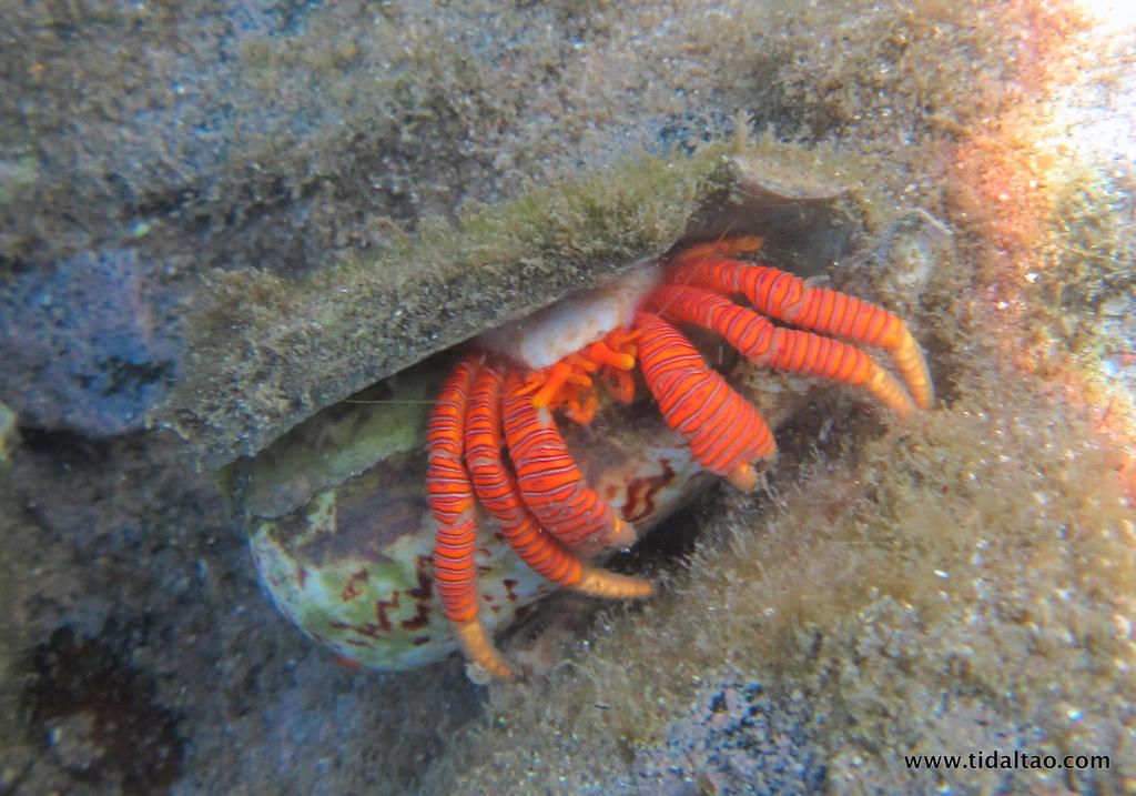 Cone Shell Hermit Crab