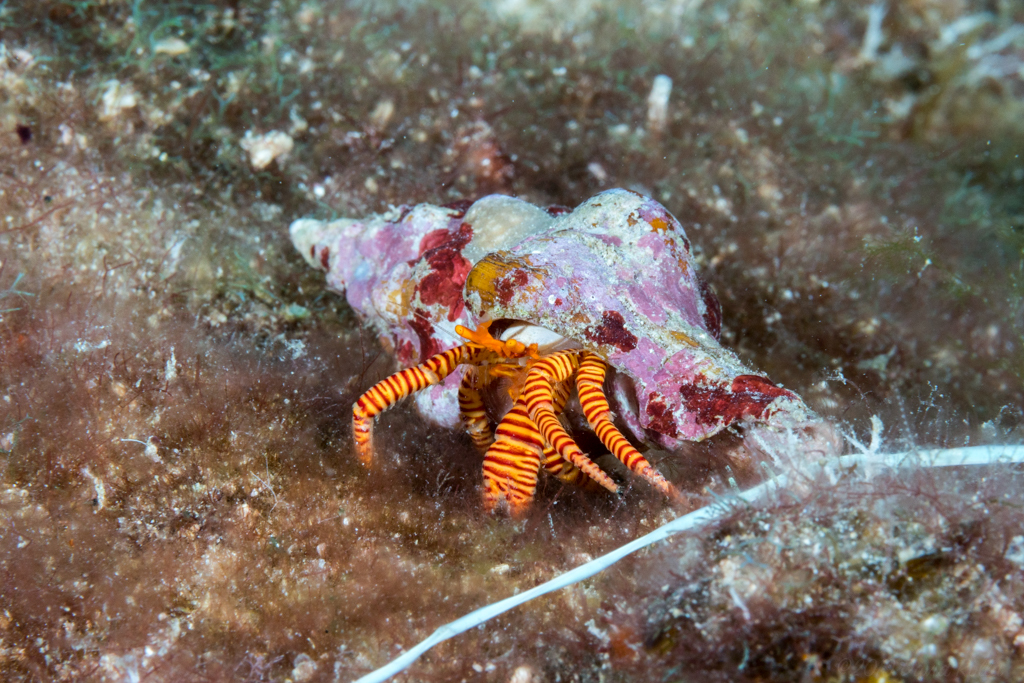 Cone Shell Hermit Crab