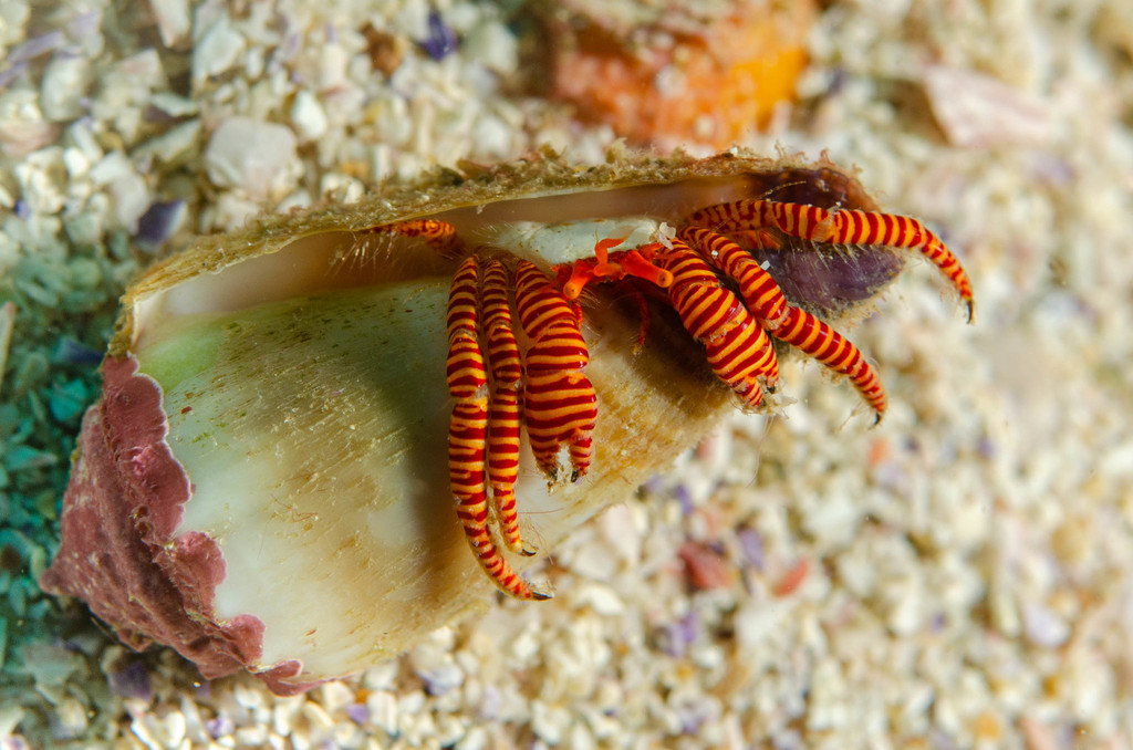 Cone Shell Hermit Crab