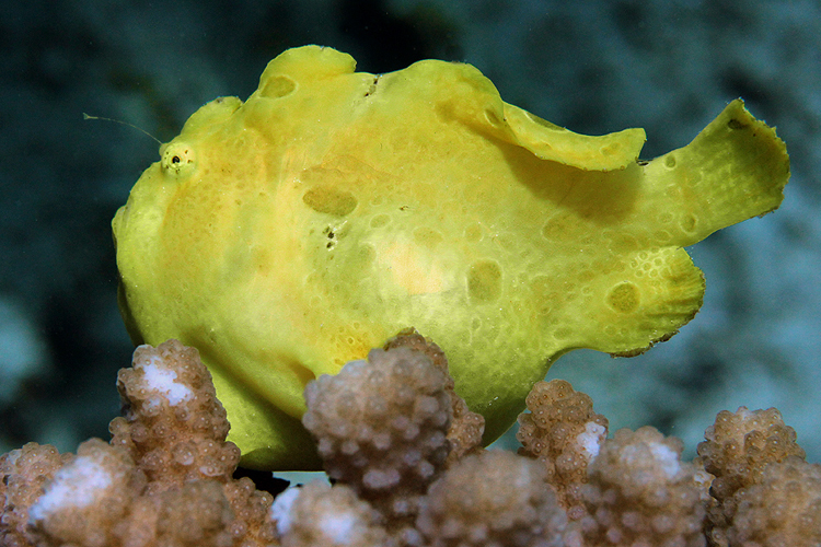 Giant Frogfish