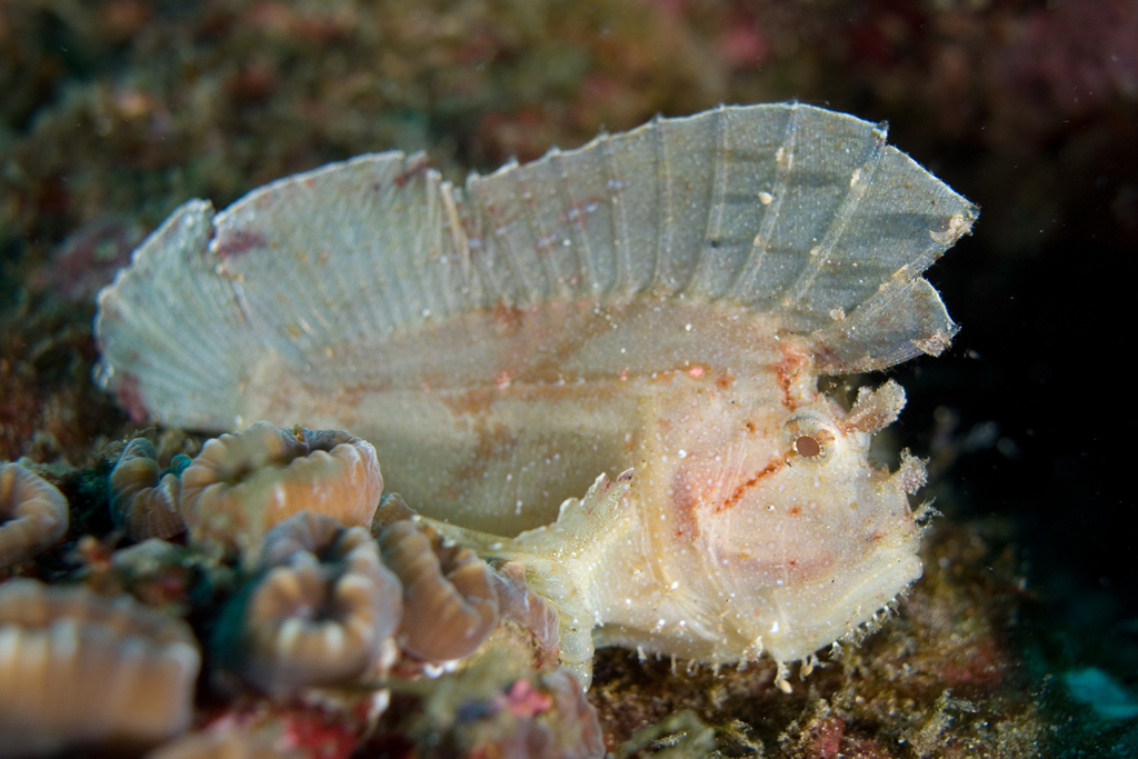 Leaf Scorpionfish