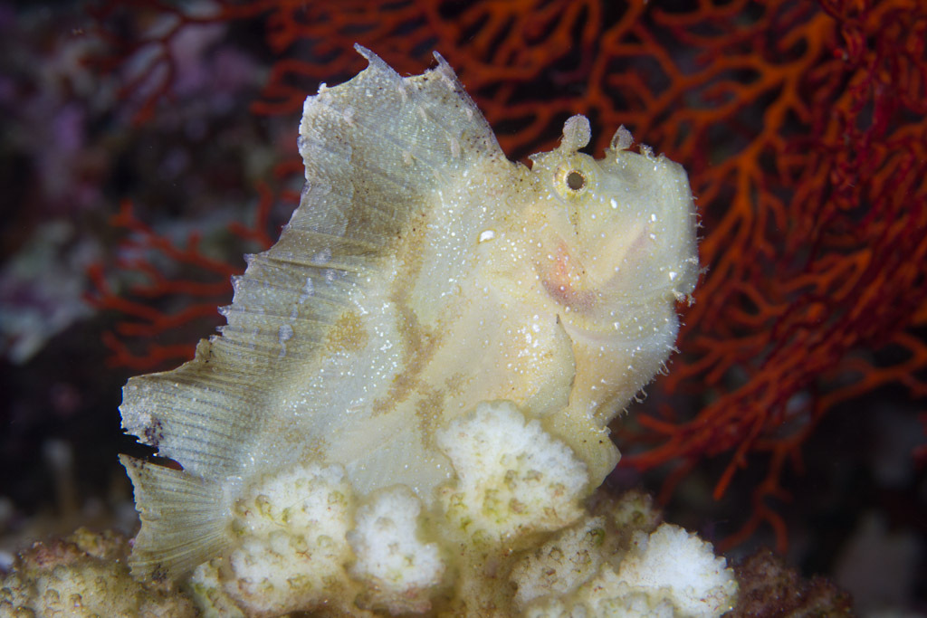 Leaf Scorpionfish