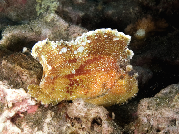 Leaf Scorpionfish