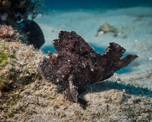 Leaf Scorpionfish