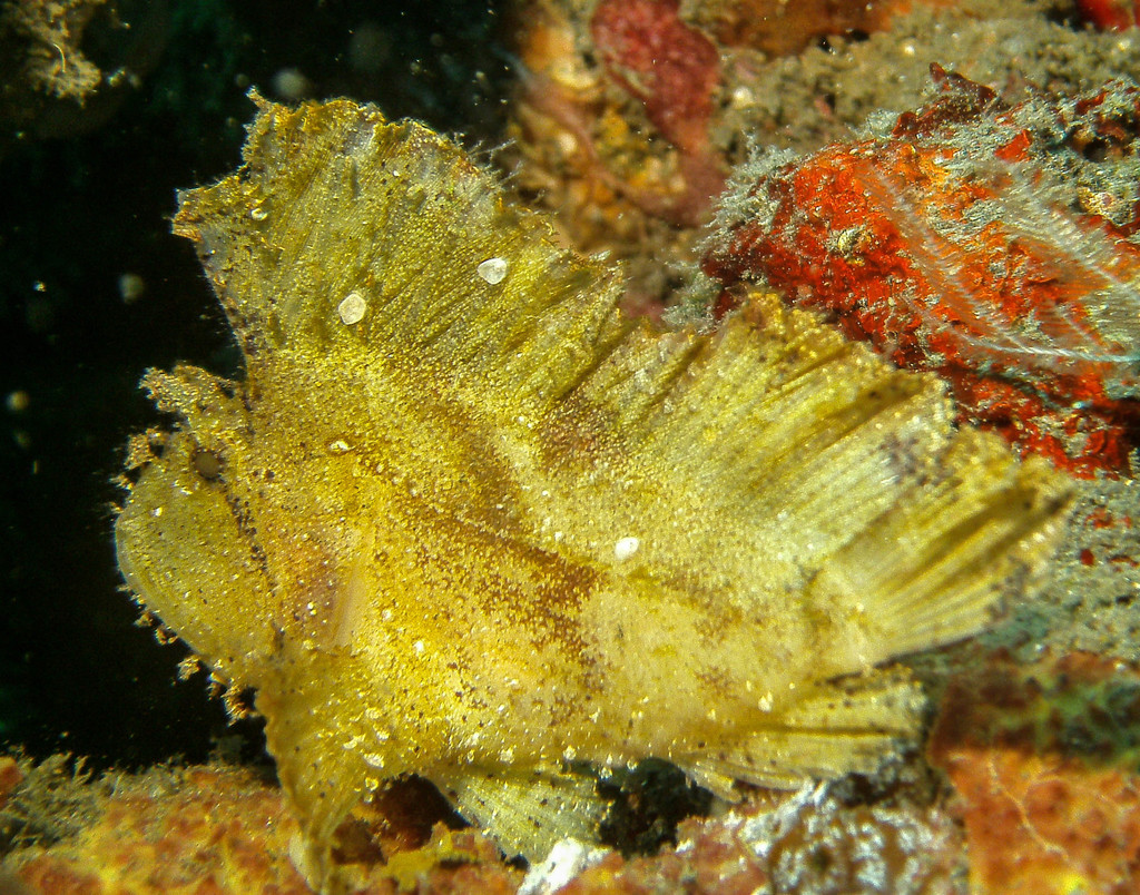Leaf Scorpionfish