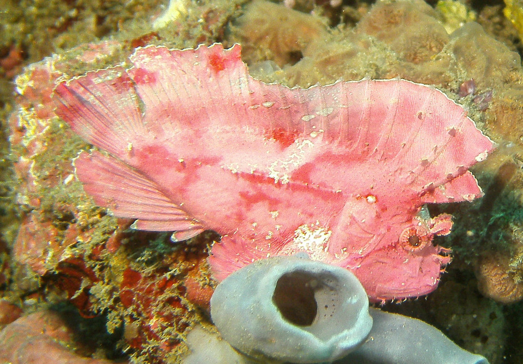 Leaf Scorpionfish
