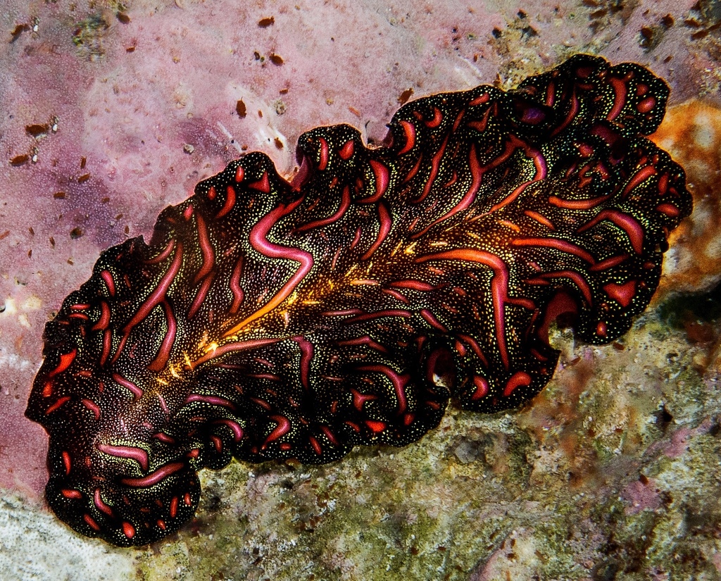 Persian Carpet Flatworm