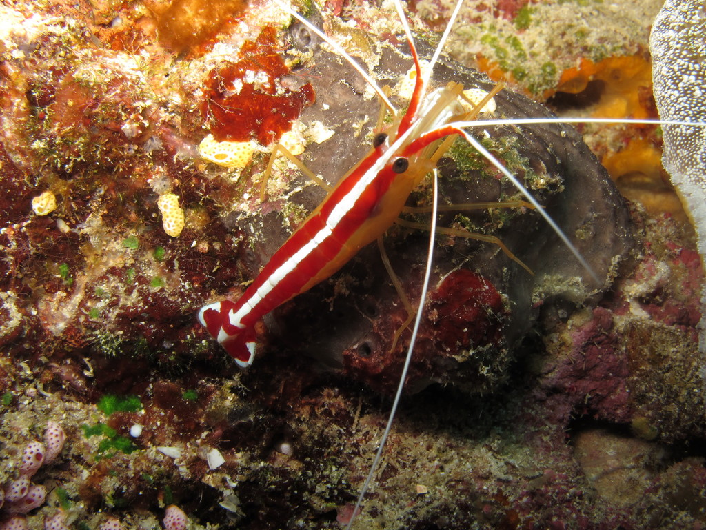 Ambon Cleaner Shrimp