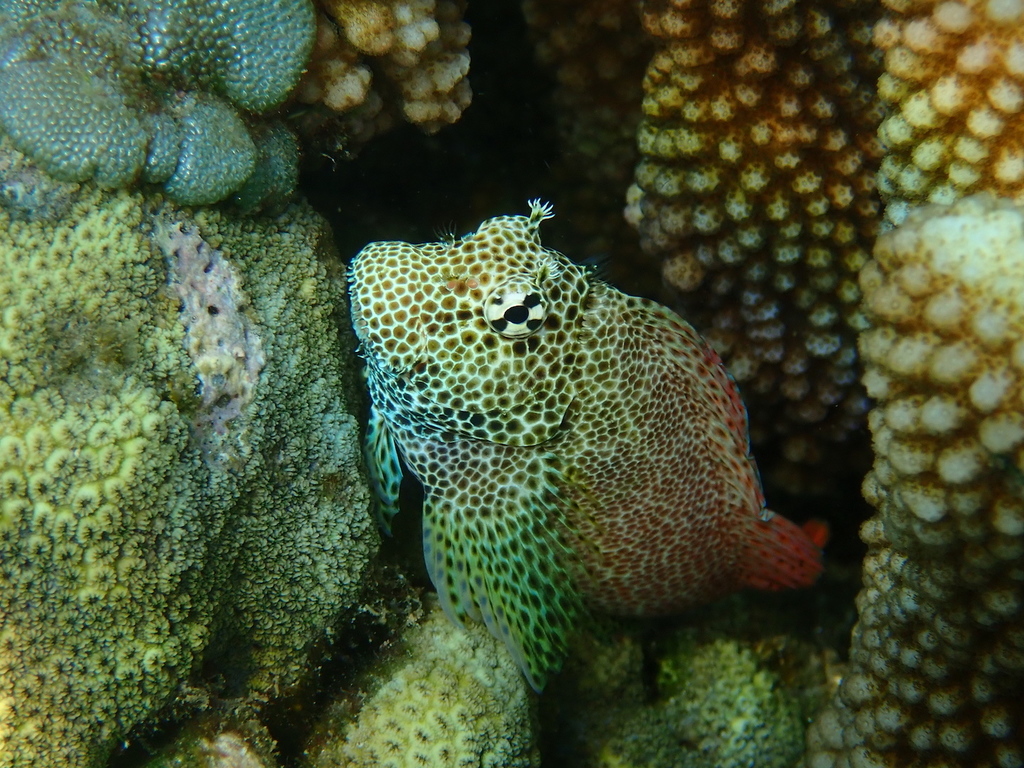 Leopard Blenny