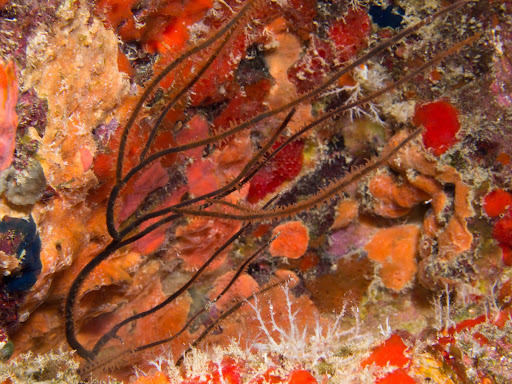 Branching black coral