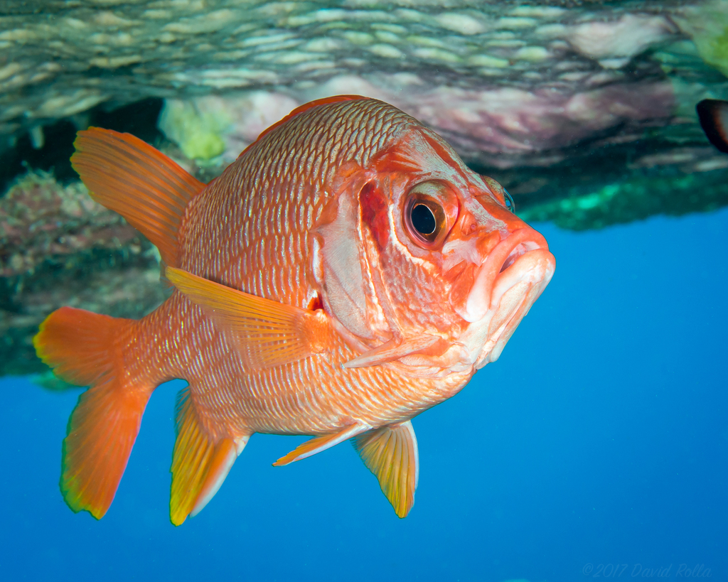 Sabre Squirrelfish