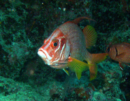 Marignan sabre