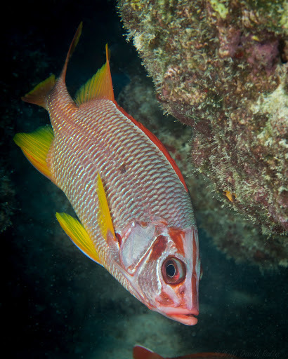 Marignan sabre