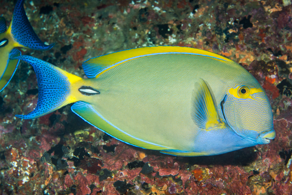 Eyestripe Surgeonfish