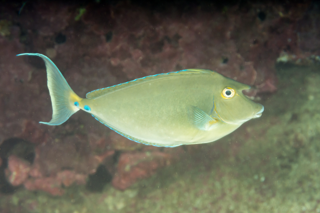 Bluespine Unicornfish