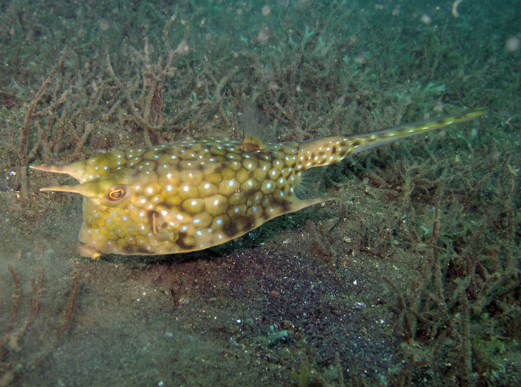 Longhorn Cowfish