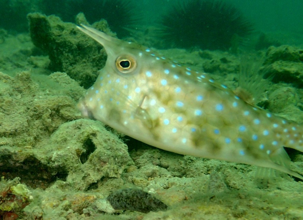 Longhorn Cowfish