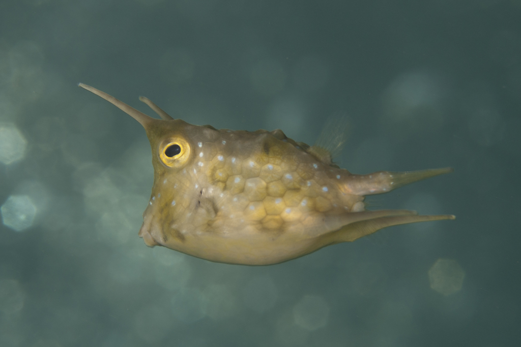 Longhorn Cowfish