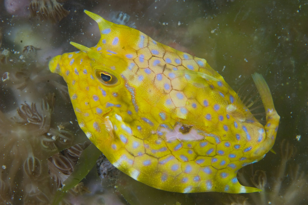 Longhorn Cowfish