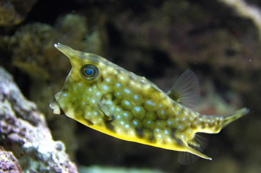 Poisson-vache à longues cornes