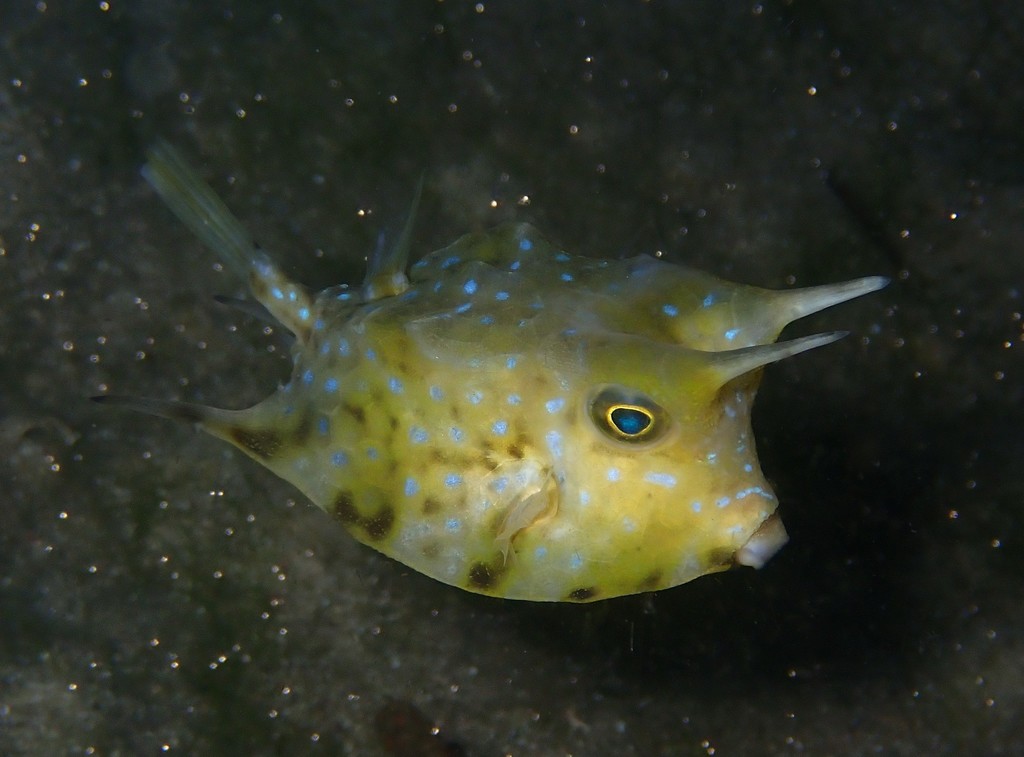 Longhorn Cowfish