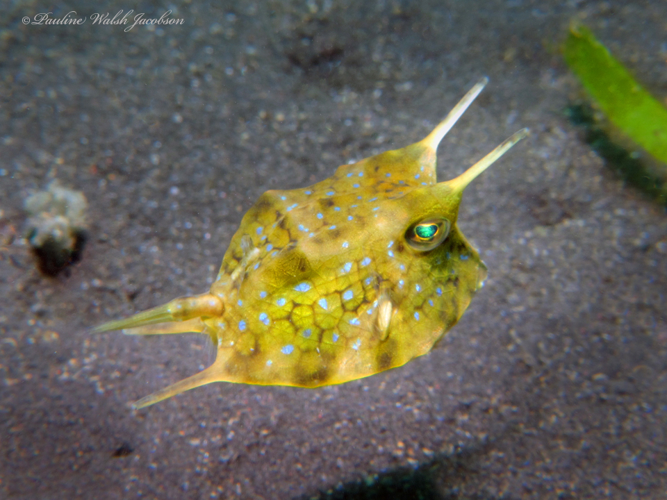 Longhorn Cowfish