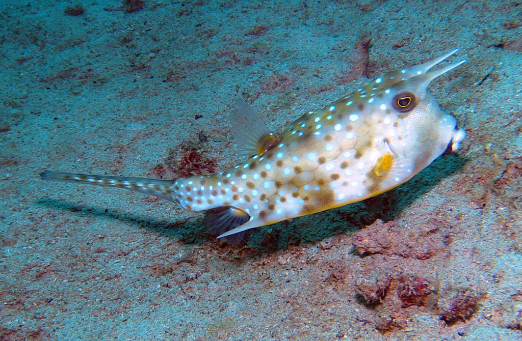 Longhorn Cowfish