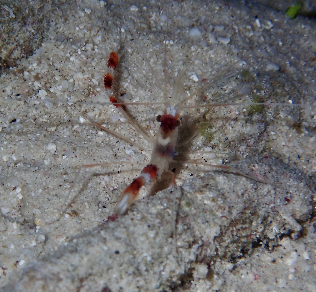 Banded Coral Shrimp