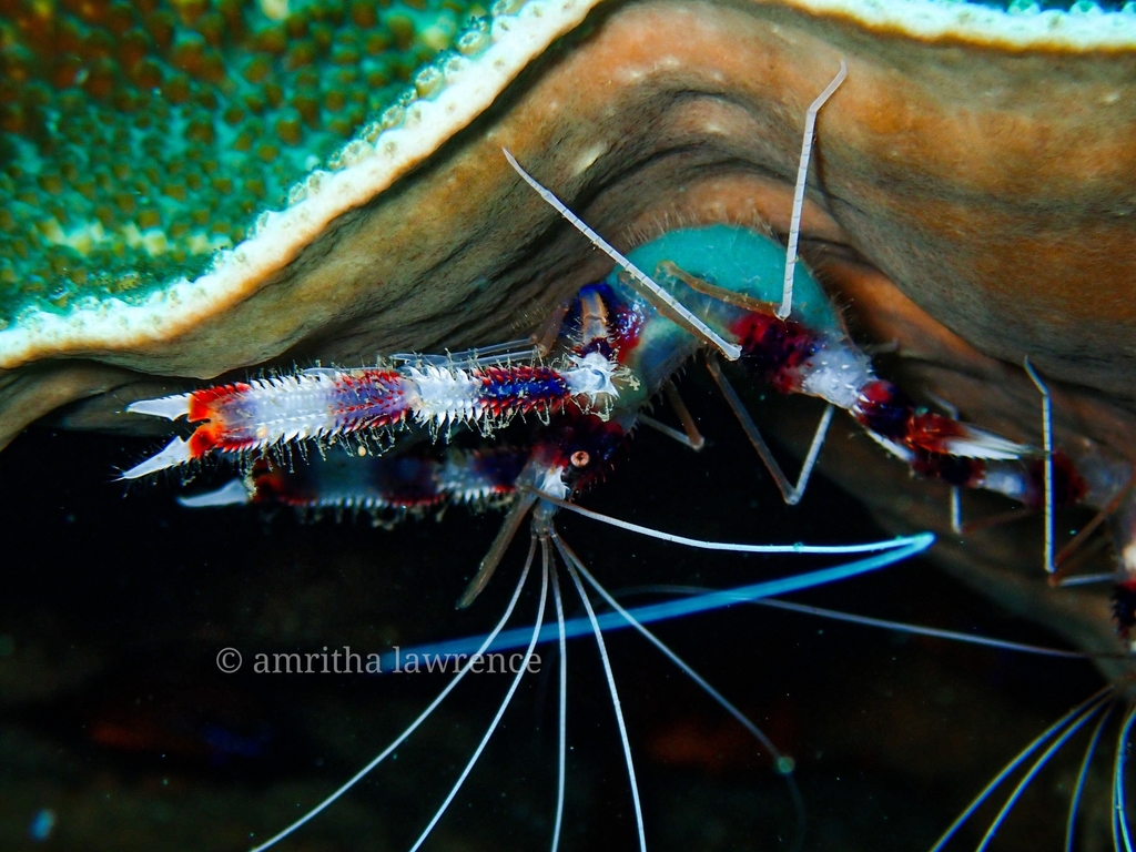 Banded Coral Shrimp