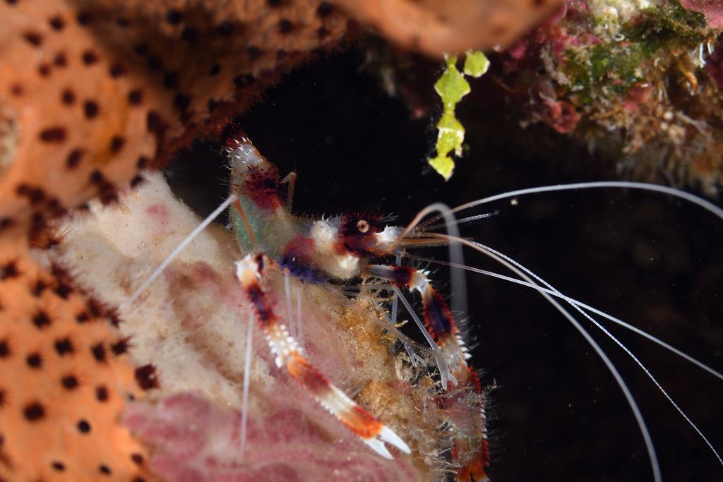 Banded Coral Shrimp