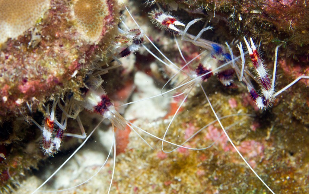 Banded Coral Shrimp