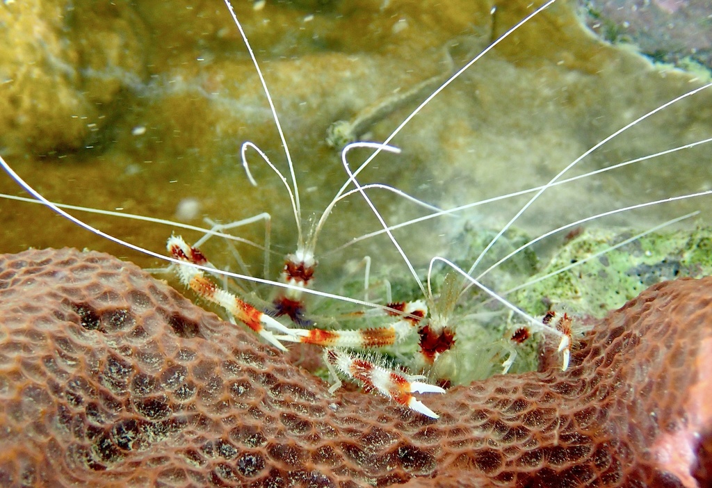 Banded Coral Shrimp