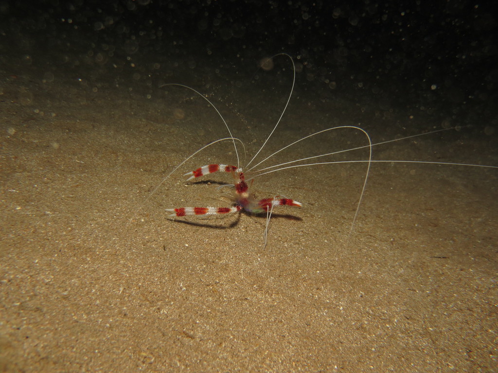 Banded Coral Shrimp
