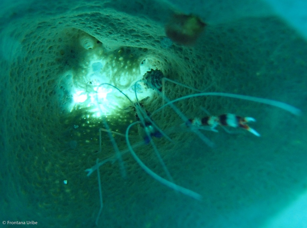 Banded Coral Shrimp