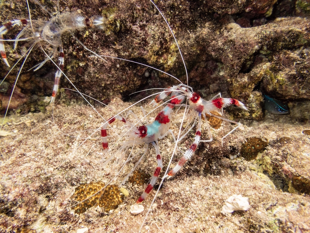 Banded Coral Shrimp