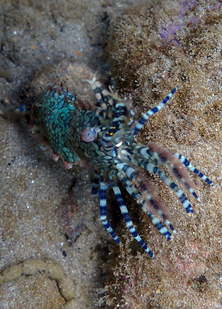 Crevette marbrée
