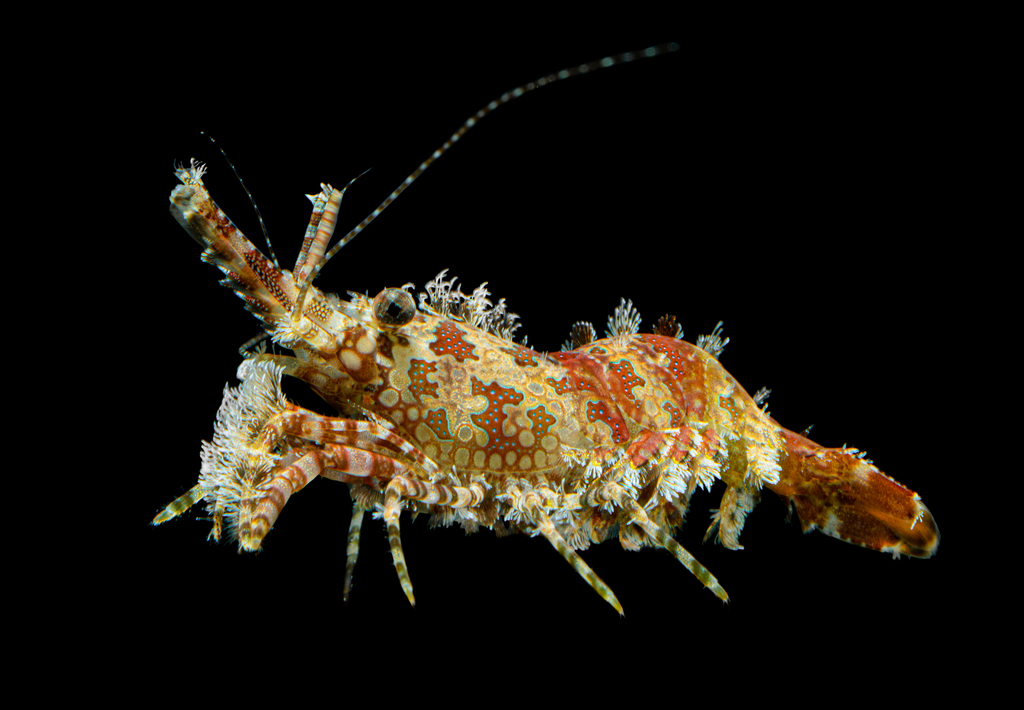 Marbled Shrimp