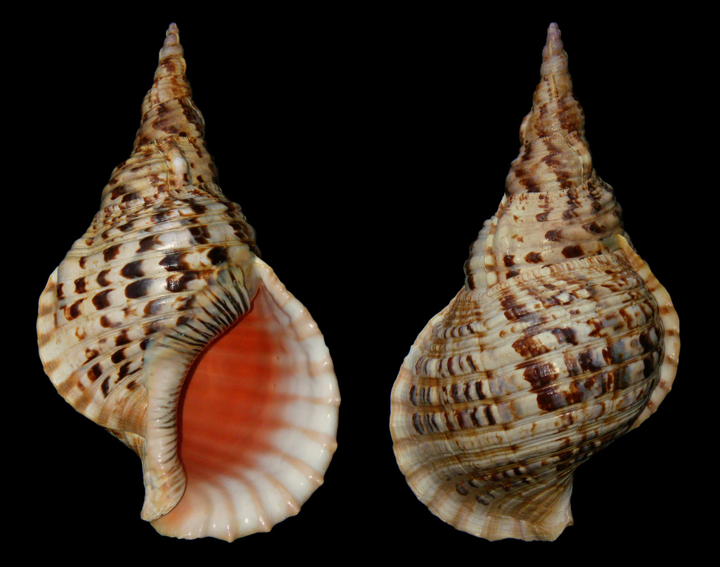 Giant Triton Snail