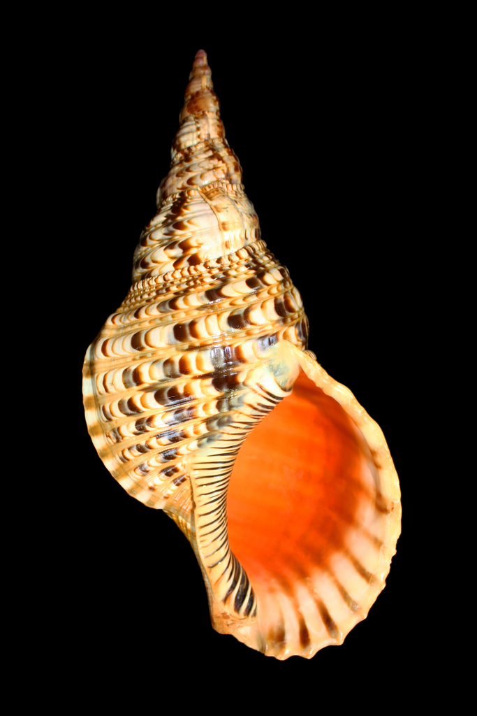 Giant Triton Snail
