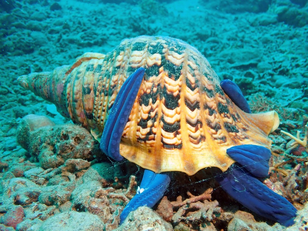 Giant Triton Snail