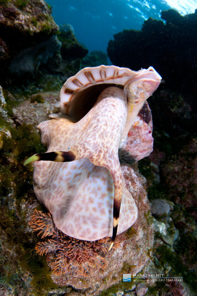 Giant Triton Snail