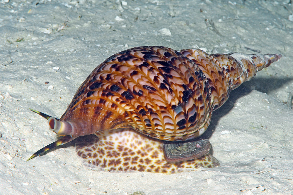 Giant Triton Snail