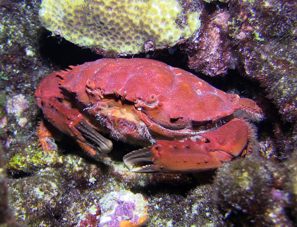 Crabe splendide